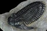 Hollardops Trilobite - Beautiful Eye Detail #125084-3